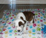 Small Photo #4 American Bulldog-Olde Bulldog Mix Puppy For Sale in ORO VALLEY, AZ, USA