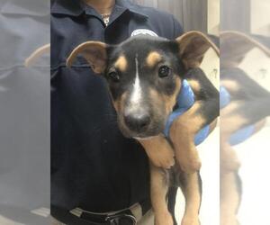Labrador Retriever-Unknown Mix Dogs for adoption in Conroe, TX, USA
