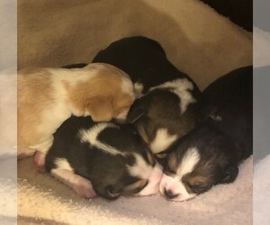 Beagle Puppy for sale in REDMOND, WA, USA