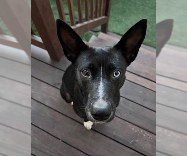 Medium Photo #4 Mutt Puppy For Sale in San Diego, CA, USA