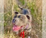 Small American Staffordshire Terrier