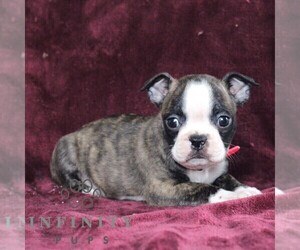 Boston Terrier Puppy for sale in PORT ROYAL, PA, USA