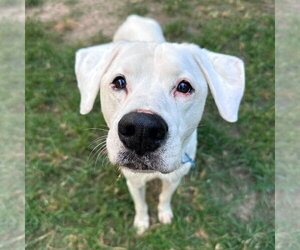Boxador Dogs for adoption in Dumont, NJ, USA