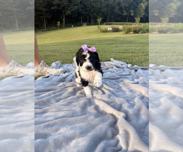 Medium Photo #19 Poodle (Standard) Puppy For Sale in CORYDON, IN, USA