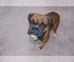 Small Photo #1 Boxer Puppy For Sale in NARVON, PA, USA