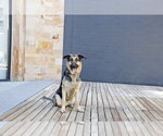 Small #21 German Shepherd Dog