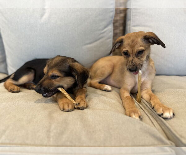 Medium Photo #5 Mutt Puppy For Sale in Newport Beach, CA, USA