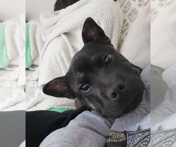 Medium Photo #4 Bulldog-Unknown Mix Puppy For Sale in New London, WI, USA