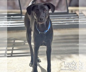 Labrador Retriever-Retriever  Mix Dogs for adoption in Washington, DC, USA
