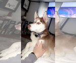 Small #3 Siberian Husky