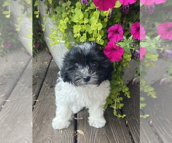 Medium Photo #2 Havanese Puppy For Sale in CANOGA, NY, USA