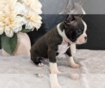 Small Photo #37 Boston Terrier Puppy For Sale in GOSHEN, IN, USA