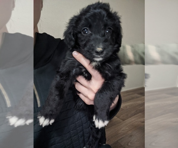 Medium Photo #4 Aussiedoodle Puppy For Sale in SPENCER, TN, USA