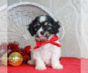 Cavachon Puppy for sale in GORDONVILLE, PA, USA