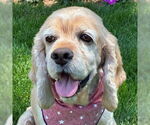 Small #1 Cocker Spaniel