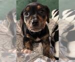 Small #2 Dachshund Mix