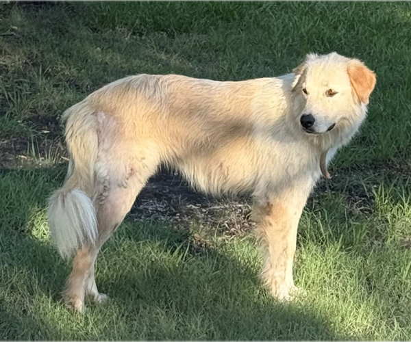Medium Photo #2 Golden Retriever Puppy For Sale in McKinney, TX, USA