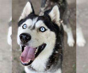 Siberian Husky Dogs for adoption in Riverside, CA, USA