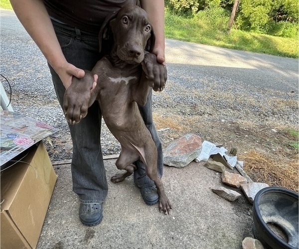 Medium Photo #17 Great Dane Puppy For Sale in SPRAGGS, PA, USA