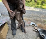 Small #16 Great Dane