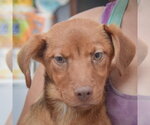 Small #1 Australian Shepherd Mix