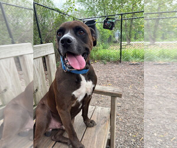 Medium Photo #4 Mutt Puppy For Sale in Elmsford, NY, USA