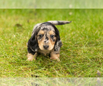 Small Photo #23 Dachshund Puppy For Sale in MILFORD, IN, USA