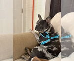 Small #1 French Bulldog