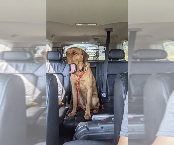 Medium Photo #14 Coonhound-Unknown Mix Puppy For Sale in Overland Park, KS, USA
