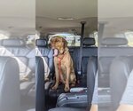 Small #13 Coonhound Mix