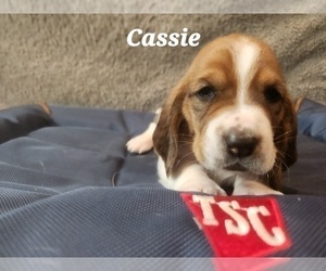 Medium Basset Hound