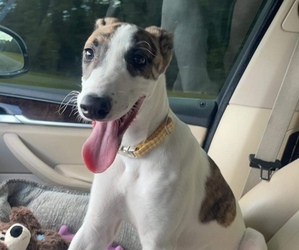 Greyhound Puppy for sale in EWING, NJ, USA