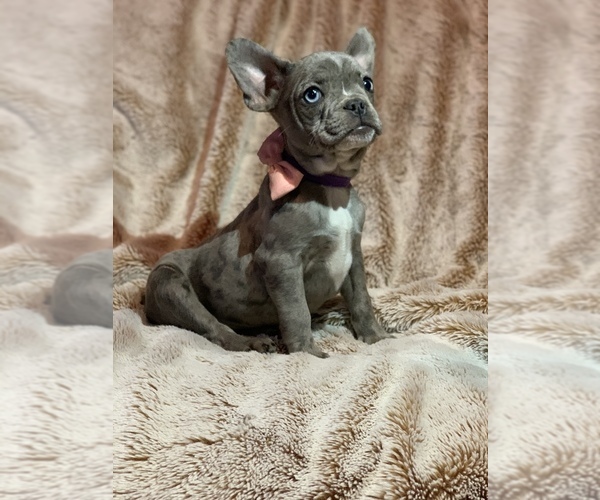 Medium Photo #8 French Bulldog Puppy For Sale in MODESTO, CA, USA