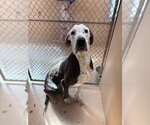Small #4 Great Dane
