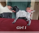 Small Photo #4 German Shorthaired Pointer Puppy For Sale in N SYRACUSE, NY, USA