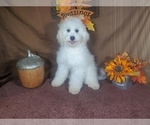 Puppy Kyle Goldendoodle-Poodle (Toy) Mix