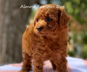 Poodle (Miniature) Puppy for sale in SPRING BRANCH, TX, USA