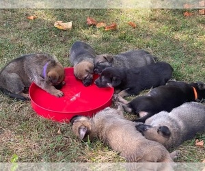 German Shepherd Dog Puppy for sale in VALDESE, NC, USA