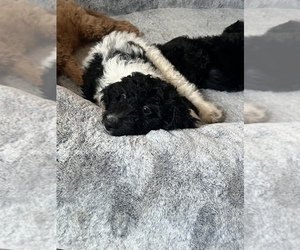 Double Doodle Puppy for sale in WINCHESTER, CA, USA