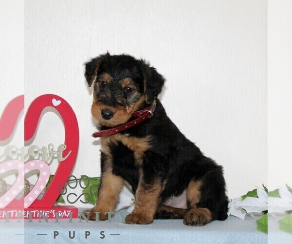 Medium Photo #4 Airedale Terrier Puppy For Sale in HOLTWOOD, PA, USA