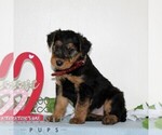 Small #3 Airedale Terrier