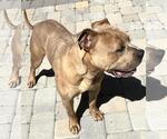 Small #1 Mutt
