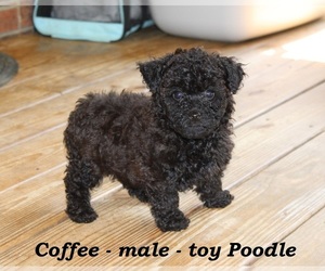 Poodle (Toy) Puppy for sale in CLARKRANGE, TN, USA
