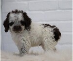 Small Photo #4 Cocker Spaniel-Poodle (Miniature) Mix Puppy For Sale in FREDERICKSBG, OH, USA