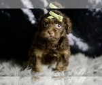 Small #2 Yorkipoo