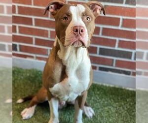 American Pit Bull Terrier Dogs for adoption in Edmond, OK, USA