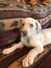 Labrador Retriever Puppy for sale in LEASBURG, MO, USA