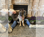Puppy Dash German Shepherd Dog
