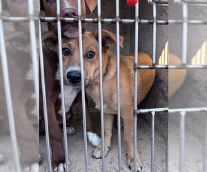 Dachshund-Unknown Mix Dogs for adoption in Oklahoma City, OK, USA