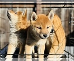 Small Photo #19 Shiba Inu Puppy For Sale in FREMONT, CA, USA